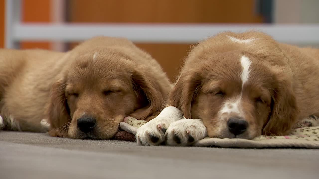 36 dogs rescued from unlicensed breeder in Cass County — Eagan Community news